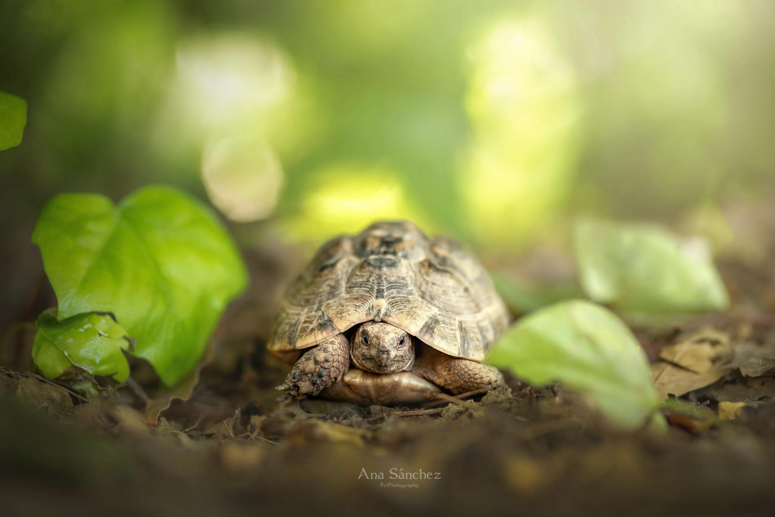 turtle