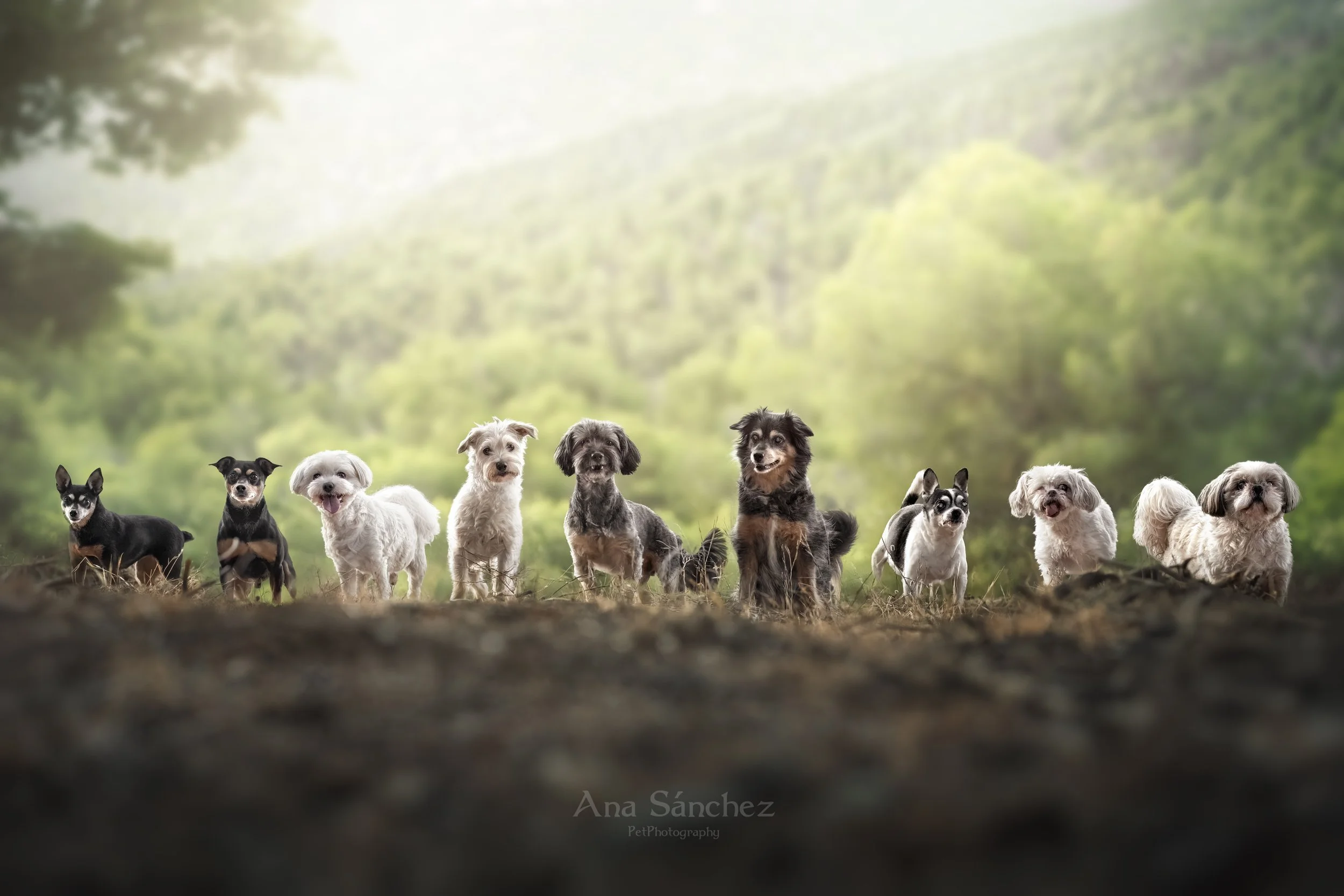 composición fotográfica 9 perros