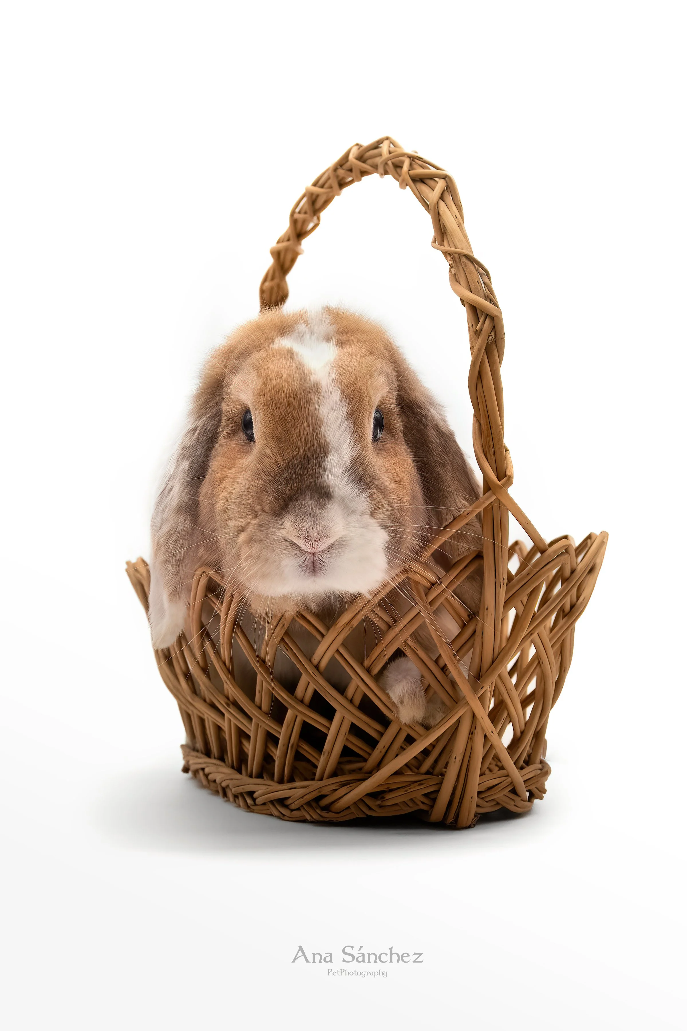 conejo