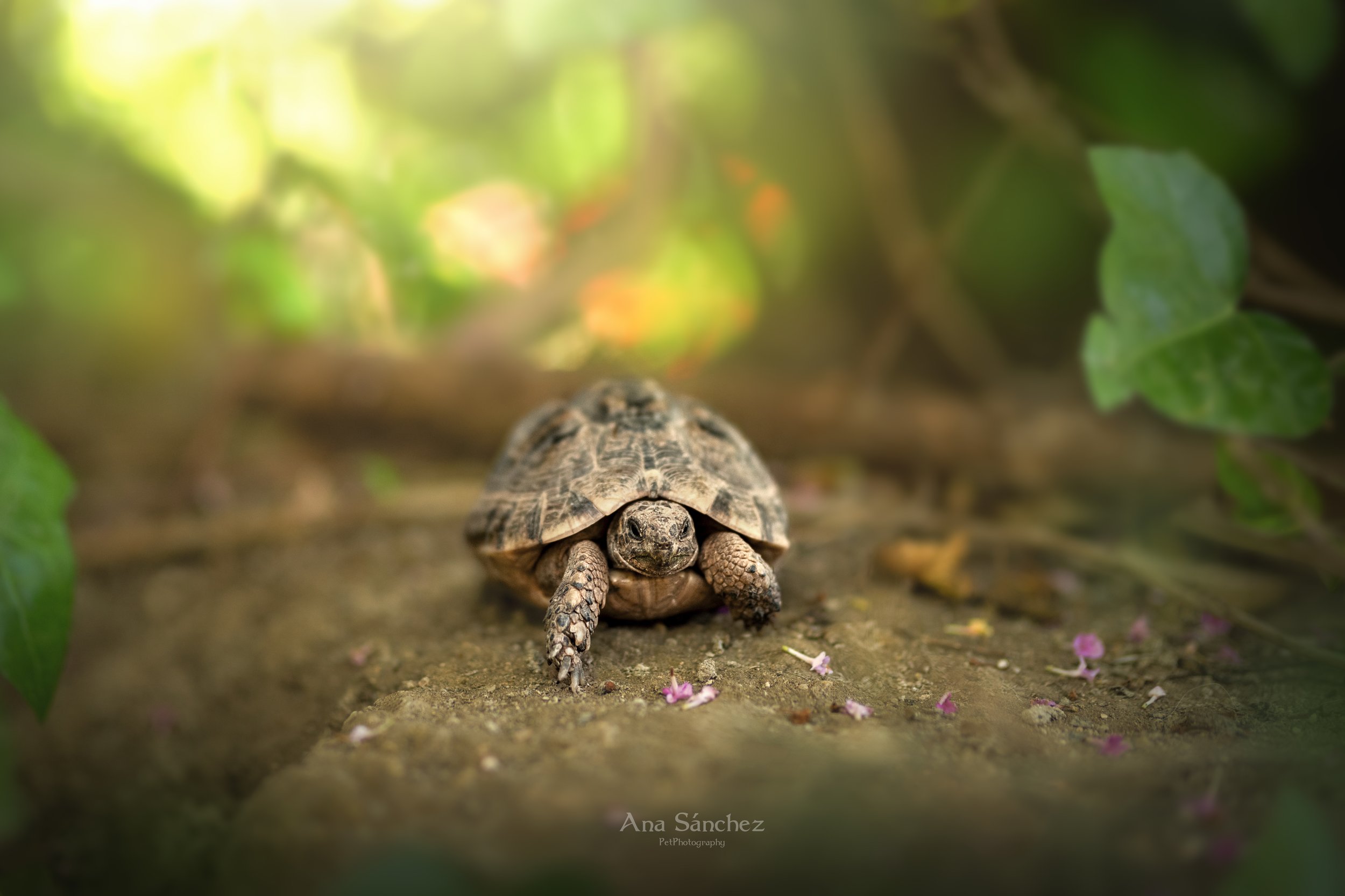 tortuga