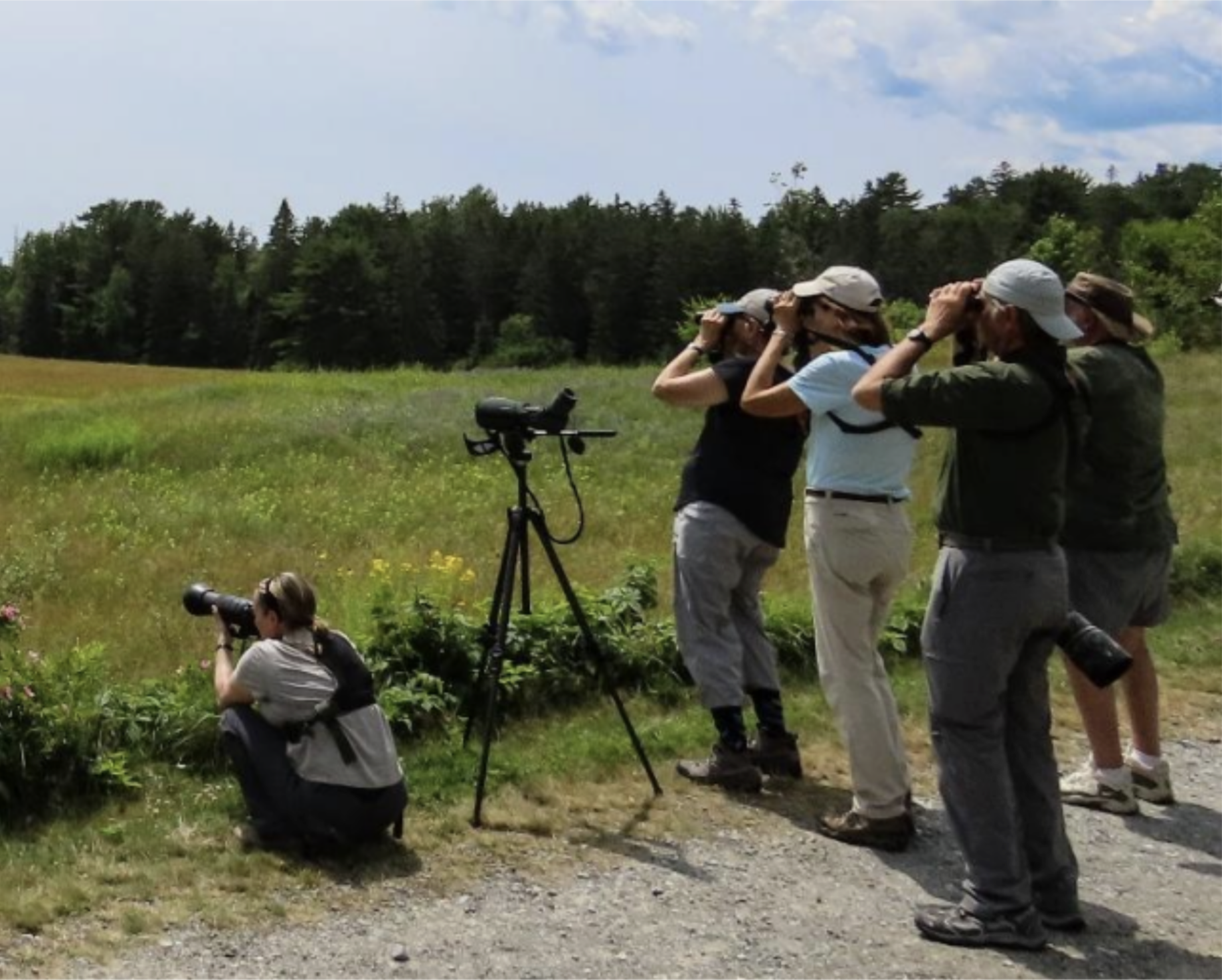 Nature in Your Neighborhood: All About Birds