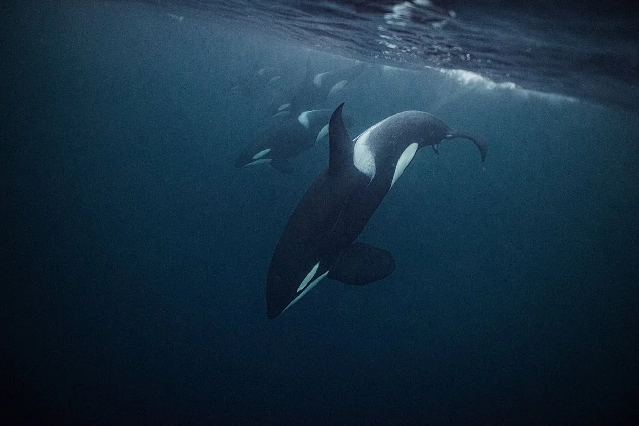 Snorkelling with Whales &amp; Orcas