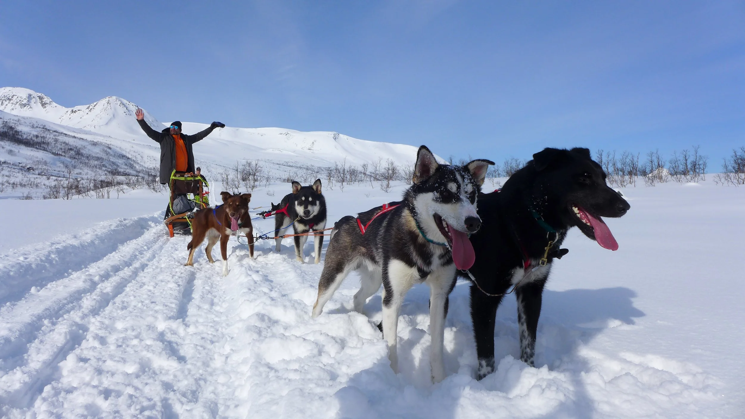 dogsledding1.JPG