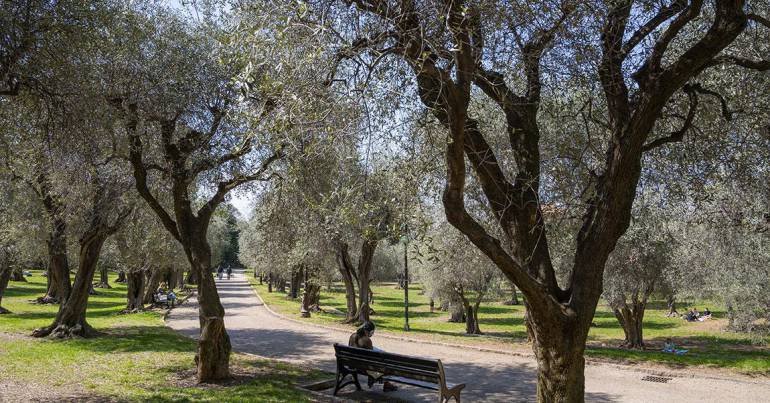 Olive Groves in the Gardens of the Arena of CImiez