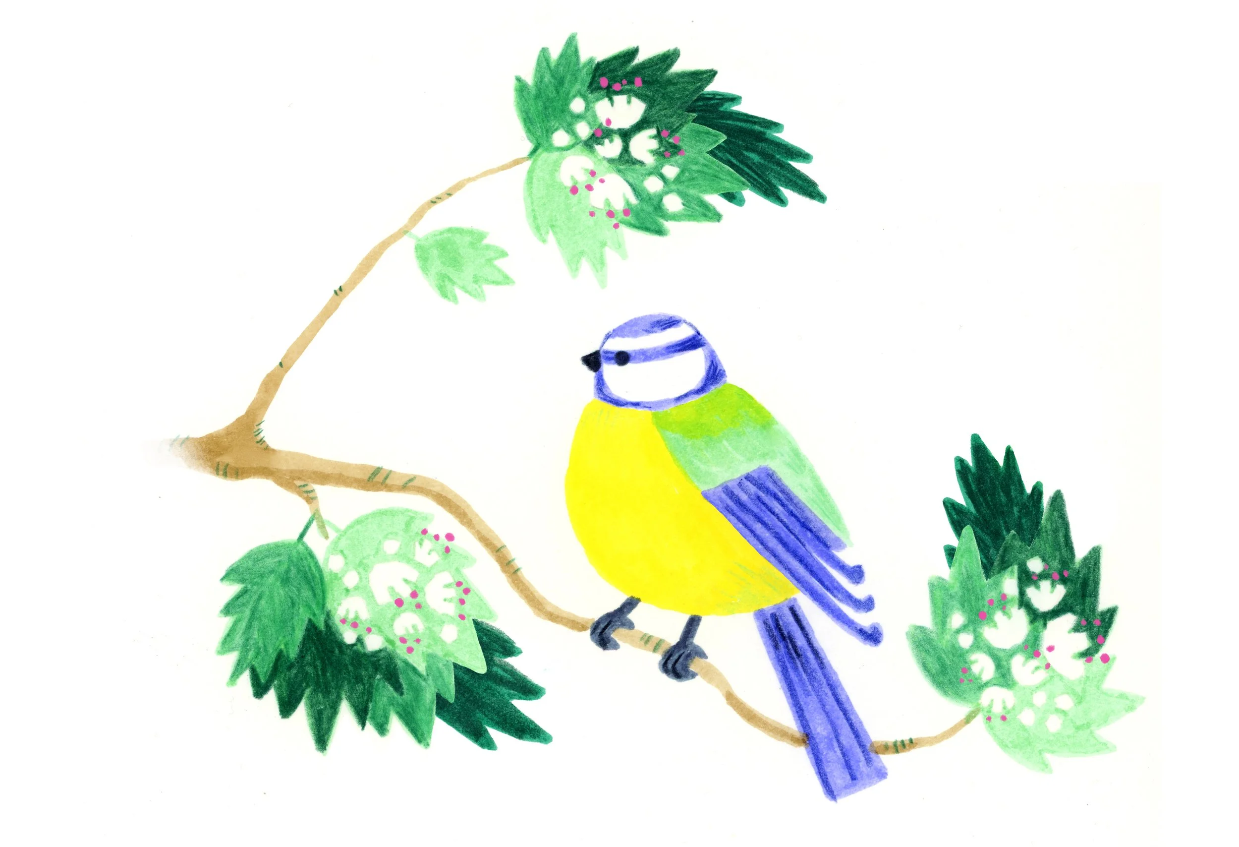 Bluetit_spot_v004 with fade copy.jpg