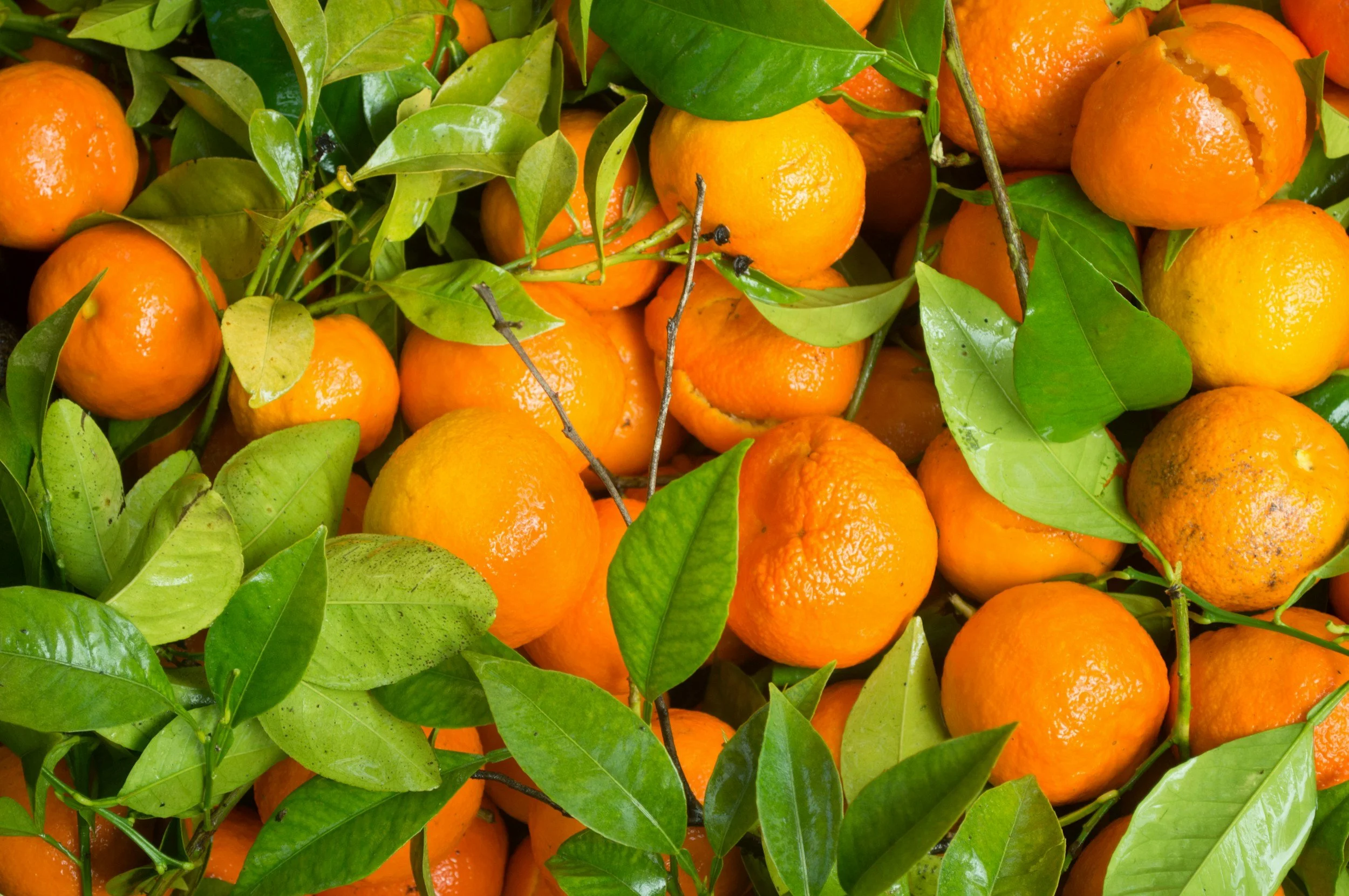 When Life Gives You Tangerines