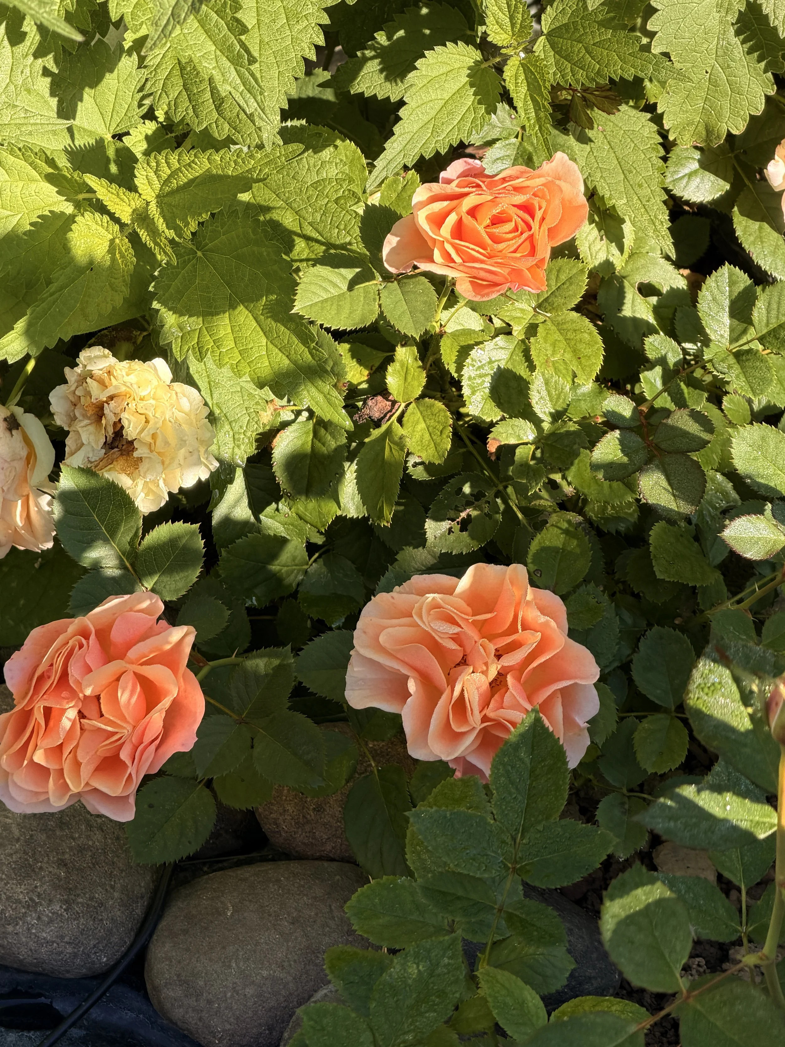 IMG_8620.jpeg