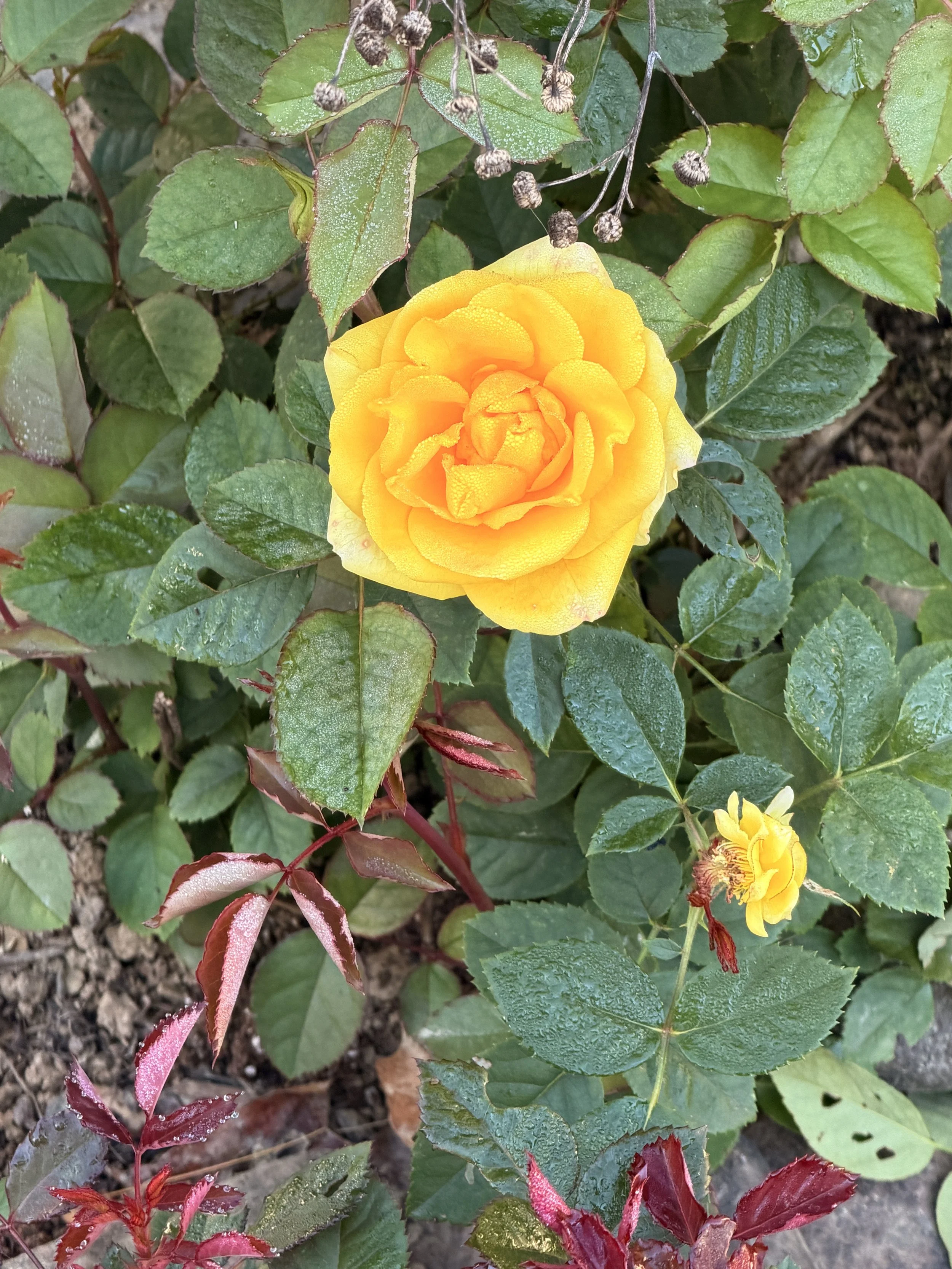 IMG_8621.jpeg