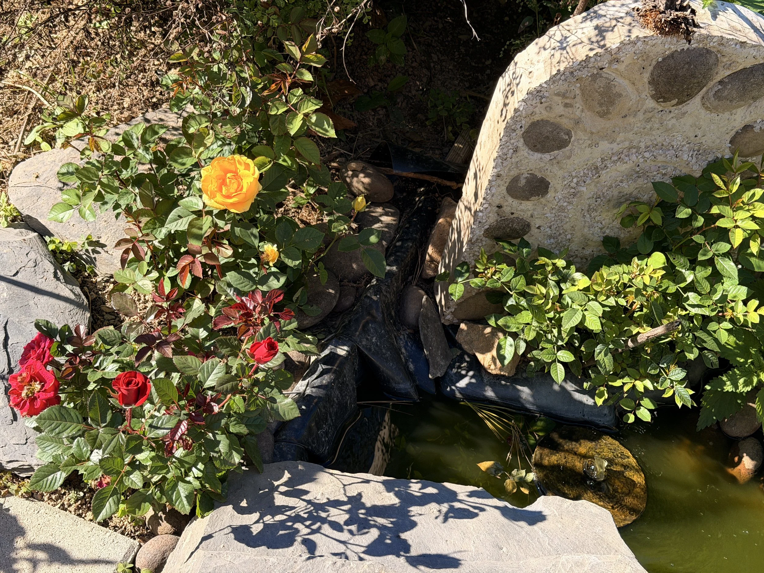 IMG_8607.jpeg