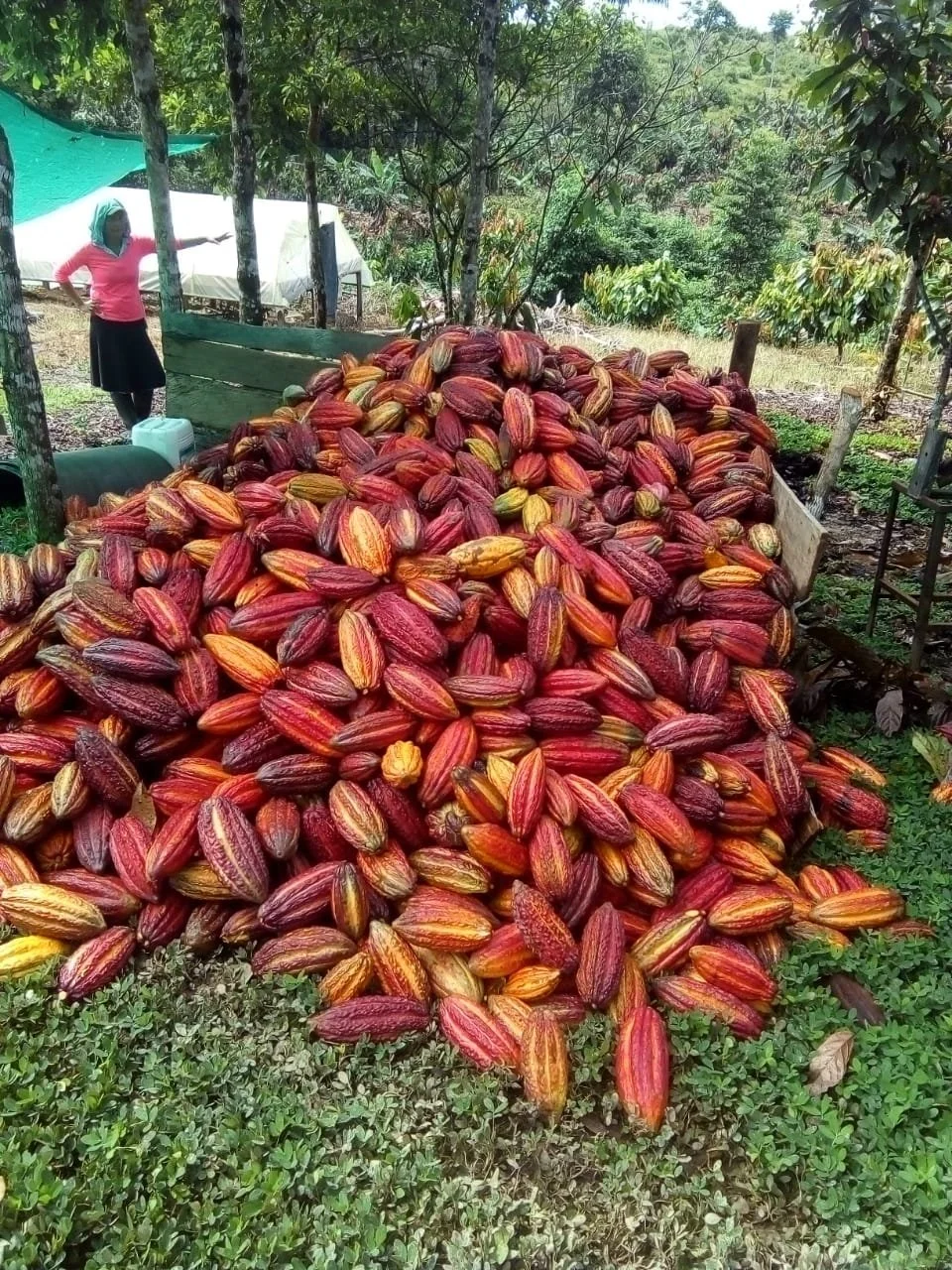 100% Pure Colombian Cacao from Cacao Macondo in Quindio, Colombia