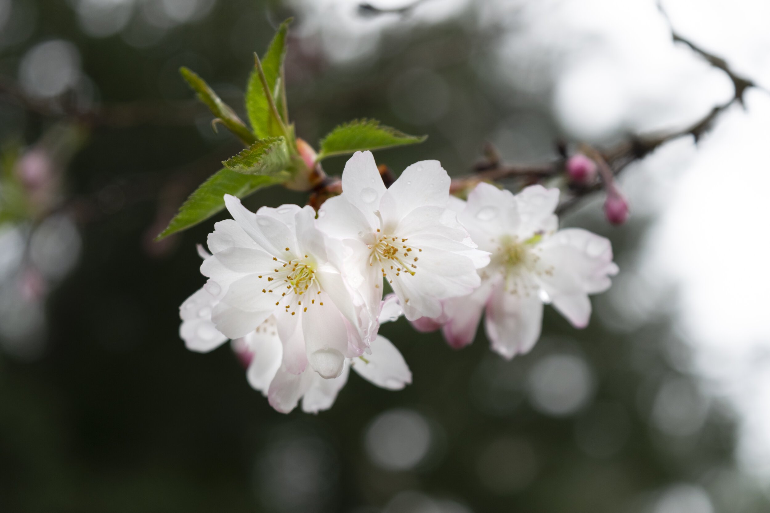 Blossom6.jpg