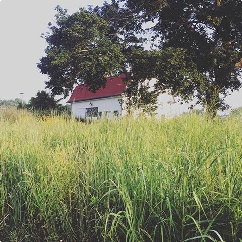 thumb-barn-grass.jpg