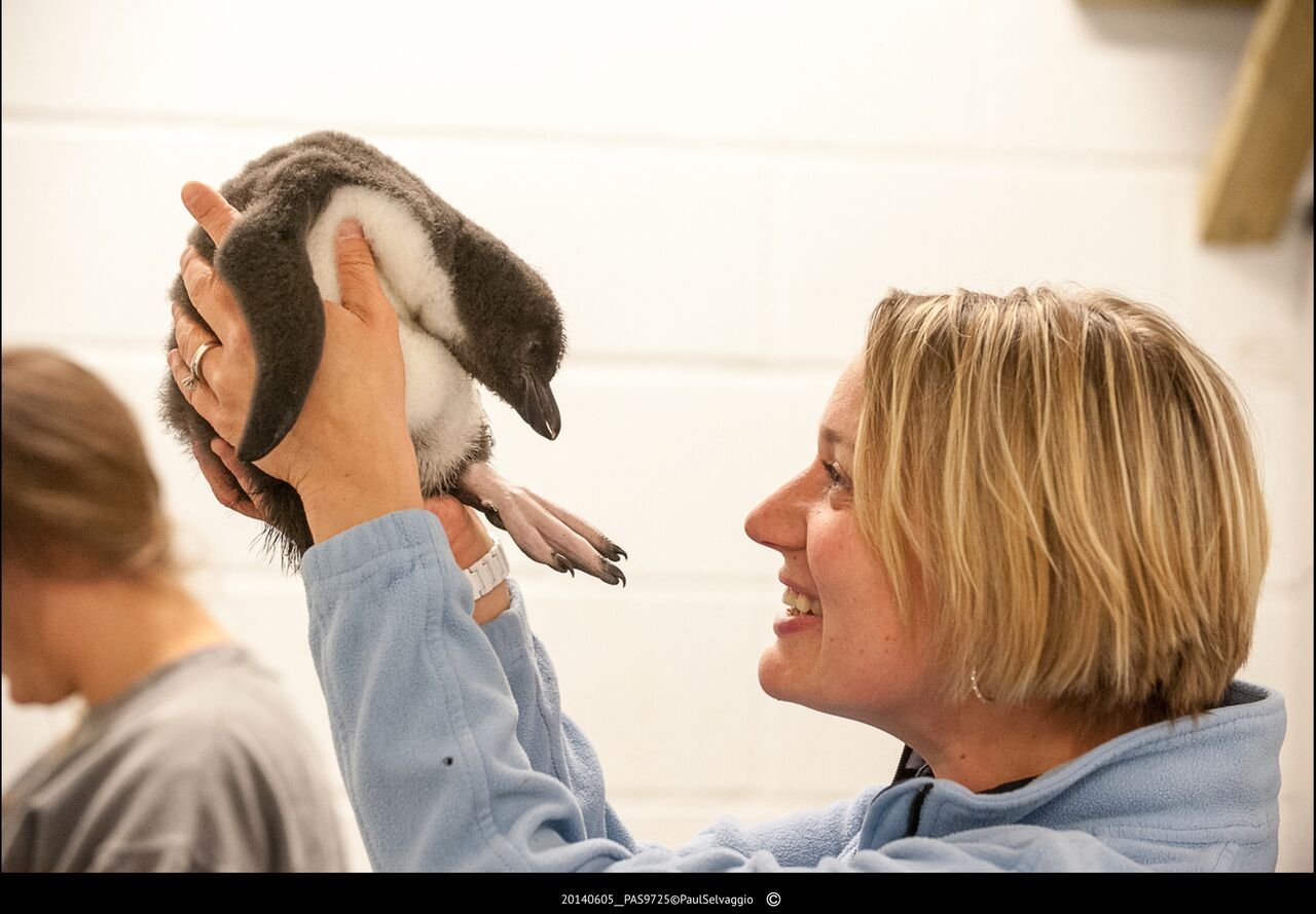 New Beginnings for the Penguin Whisperer
