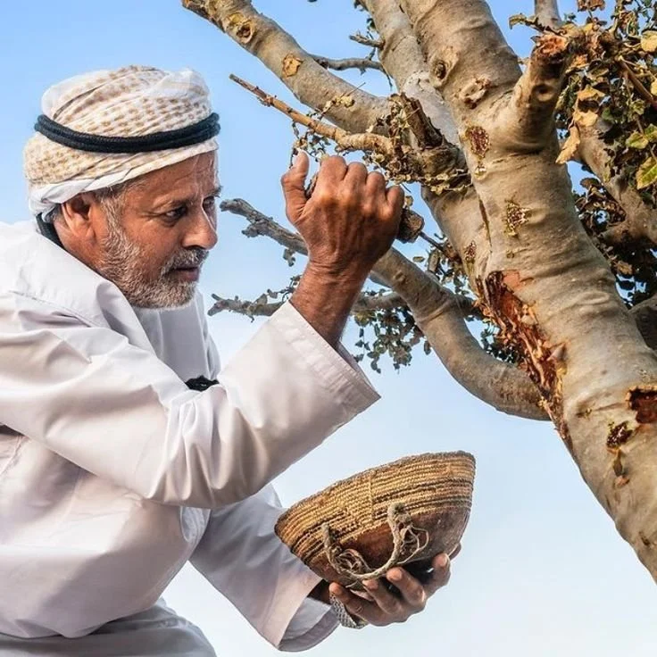 Harvest Man.jpg