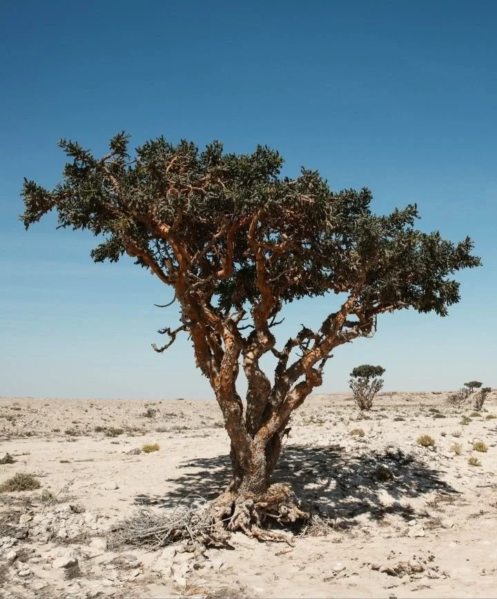 Frankinsence Tree.jpg