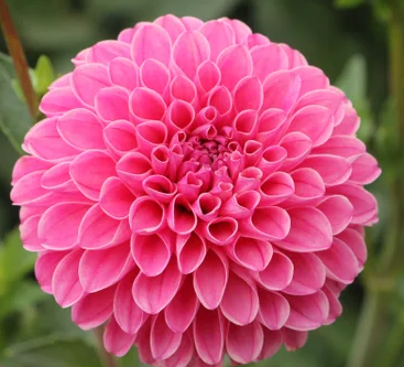 Dahlia Tuber - Rebecca Lynn