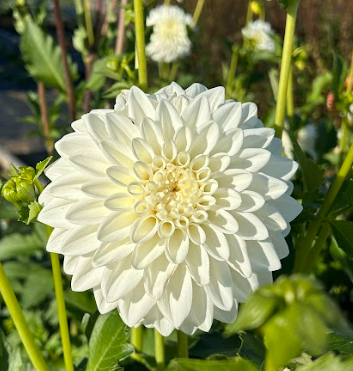 Dahlia Tuber - Center Court
