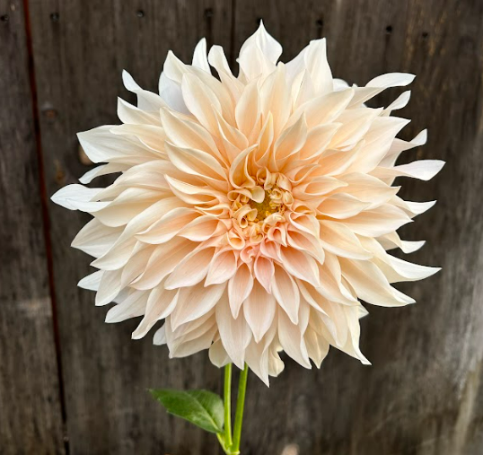 Dahlia Tuber - Cafe Au Lait