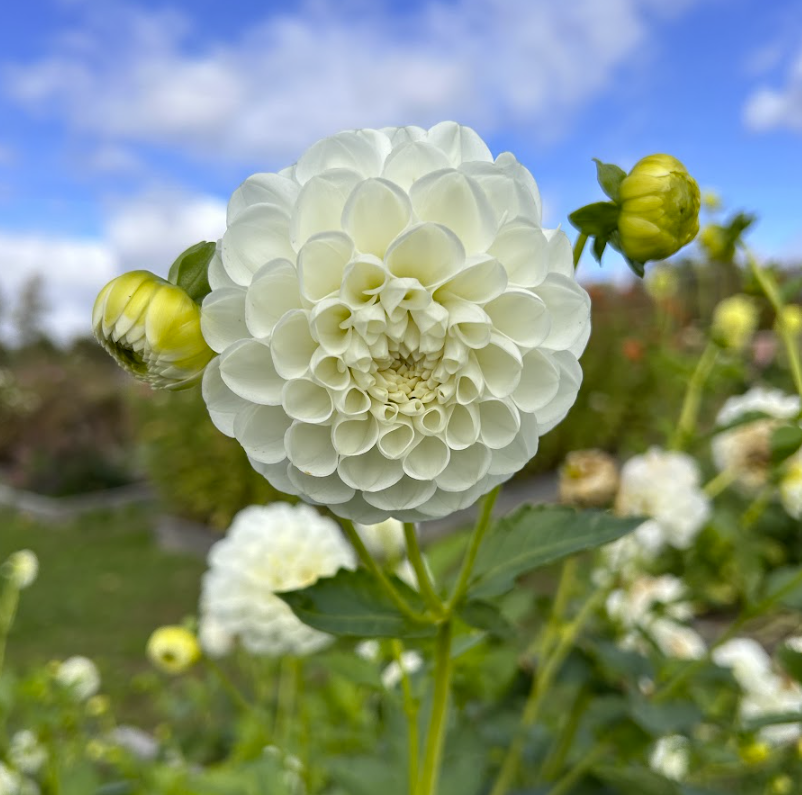 Dahlia Tuber - Boom Boom White