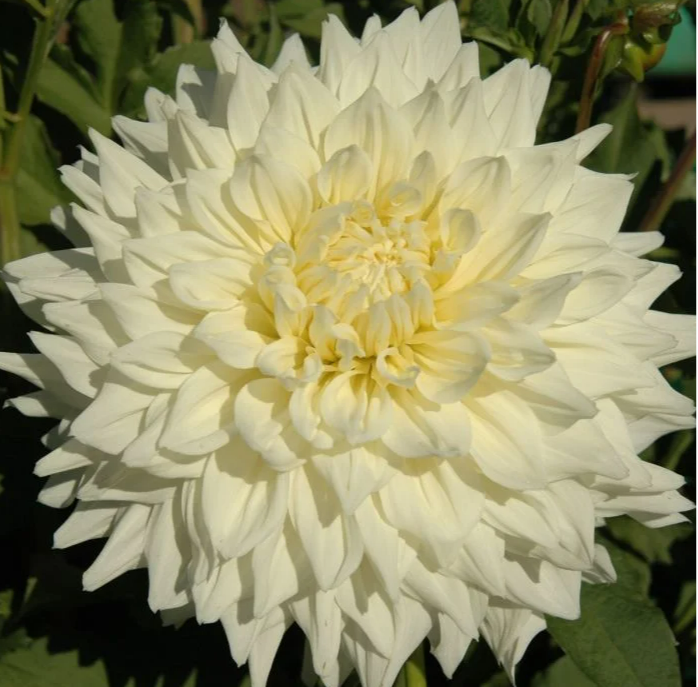 Dahlia Tuber - Hakuyou