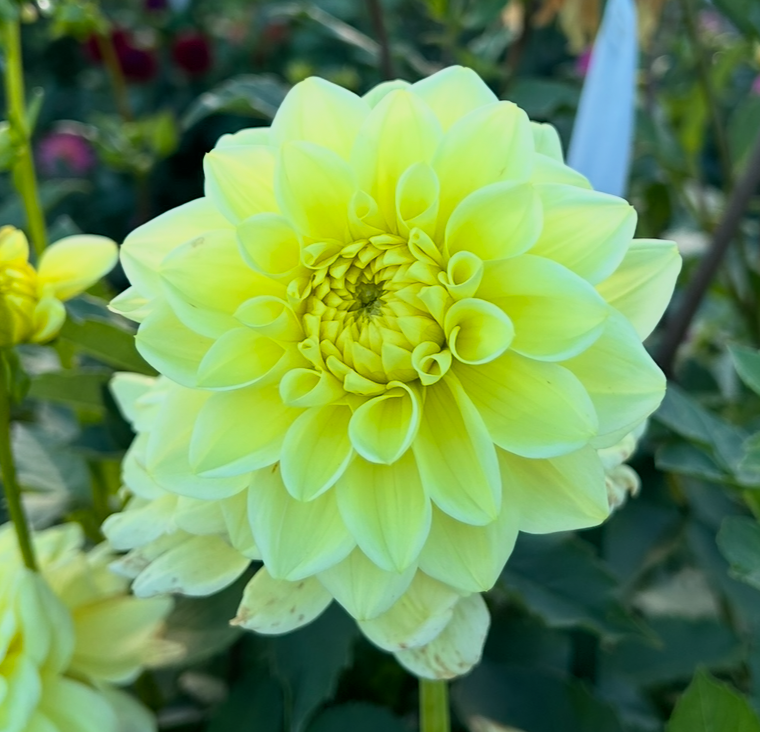 Dahlia Tuber - Sunkissed