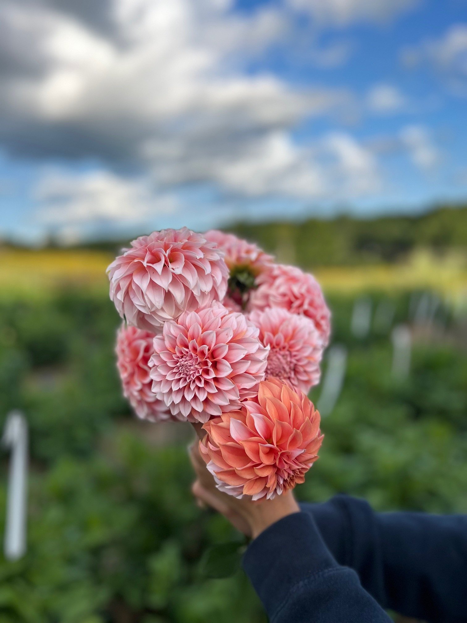 Dahlia Tuber -Peaches N Cream