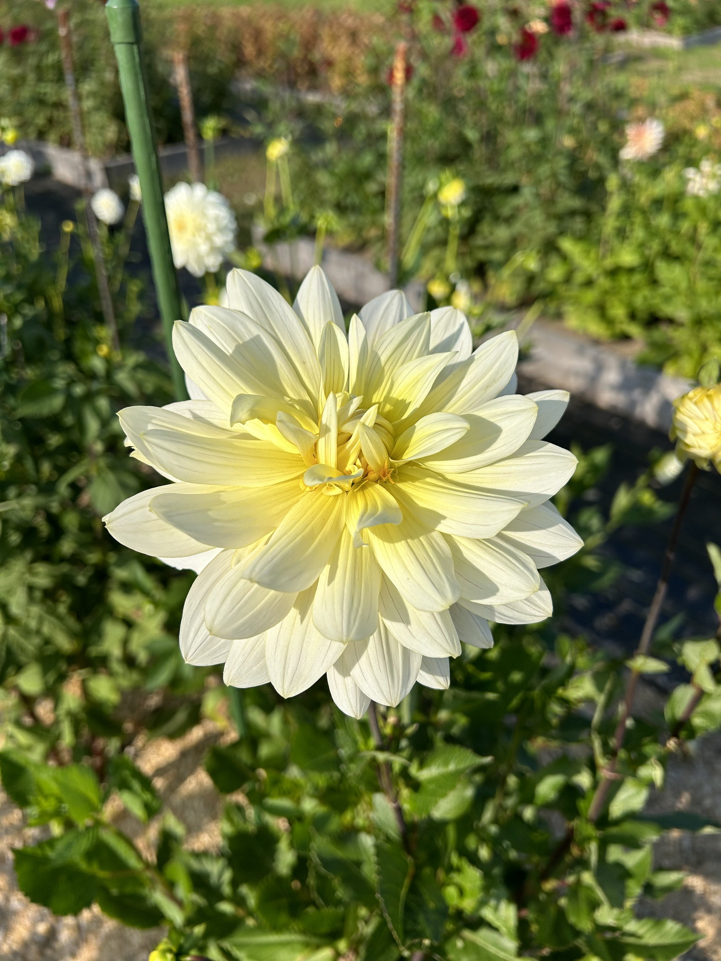 Dahlia Tuber - I Do
