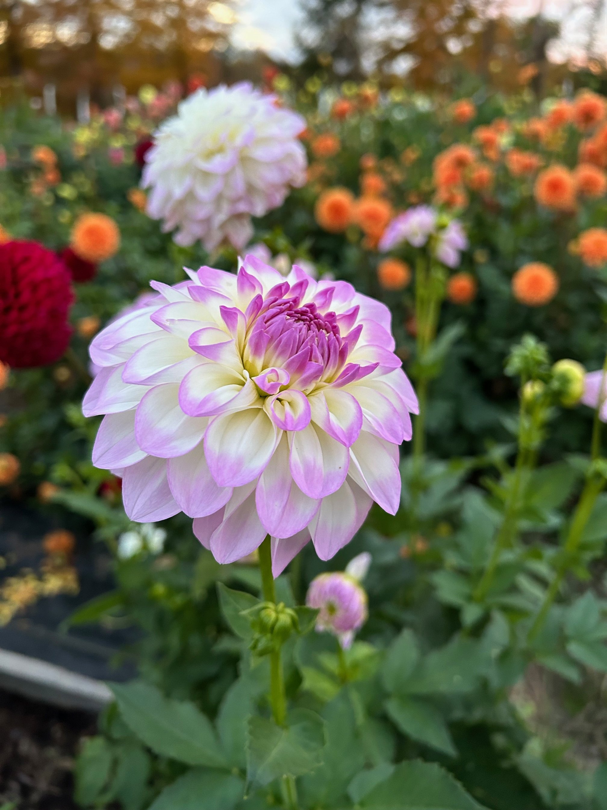 Dahlia Tuber - Mikayla Miranda
