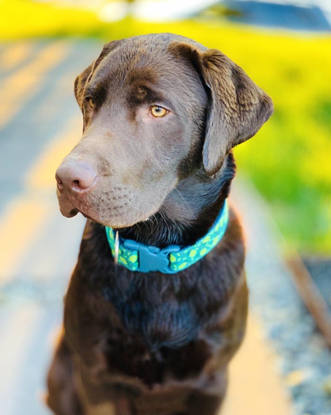 💕🐾 Journ&eacute;e internationale des chiens 🐾💕
Et non pas des puppy. Parce que je n'ai pu de puppy, comme tu peux voir. Fini ce temps-l&agrave;. 

J'h&eacute;site entre pleurer et me r&eacute;jouir 😂
Mettons que puppy Melvin avait une &quot;cuti