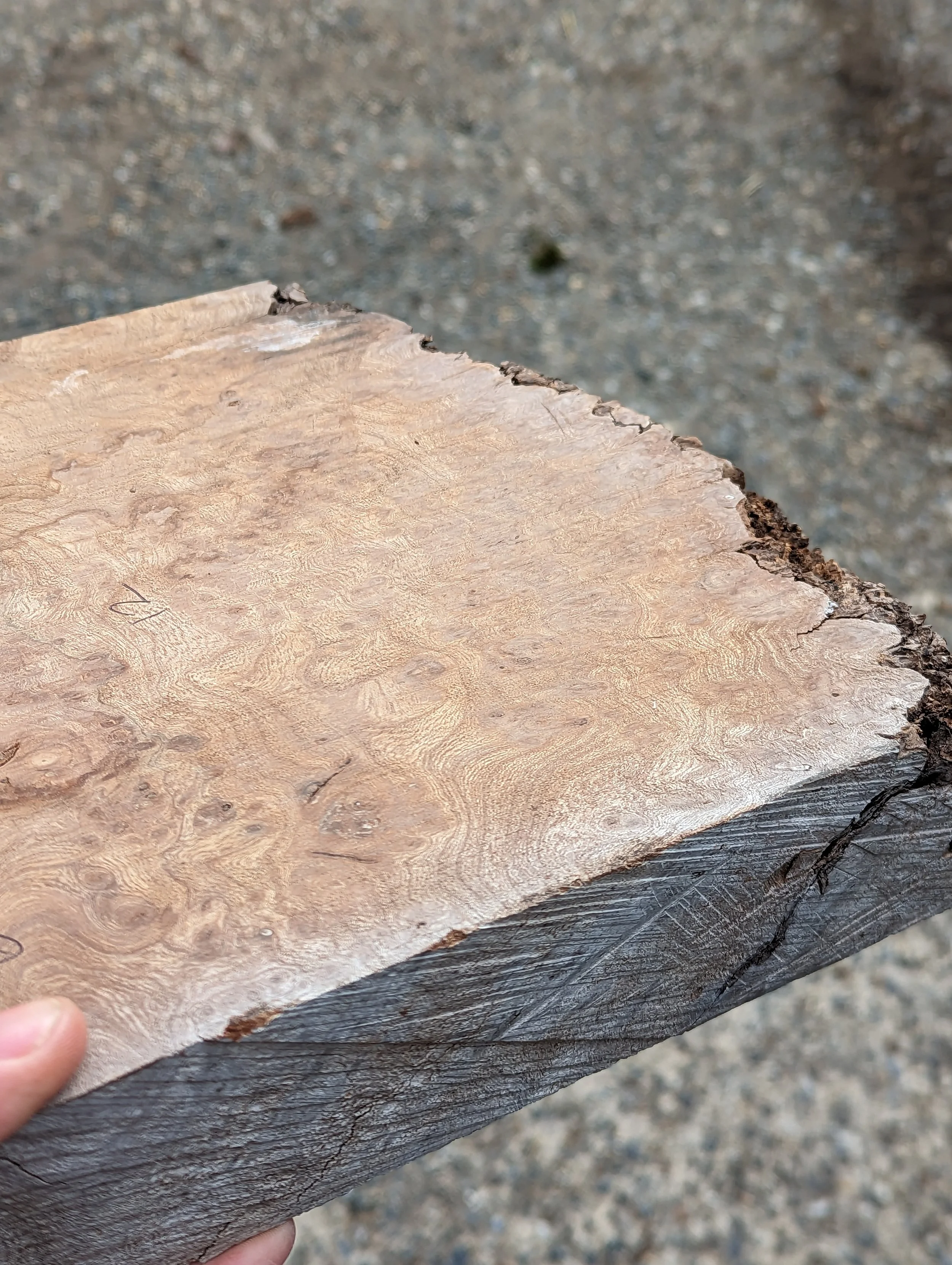 PXL_20230303_125157193 - Copy.jpg