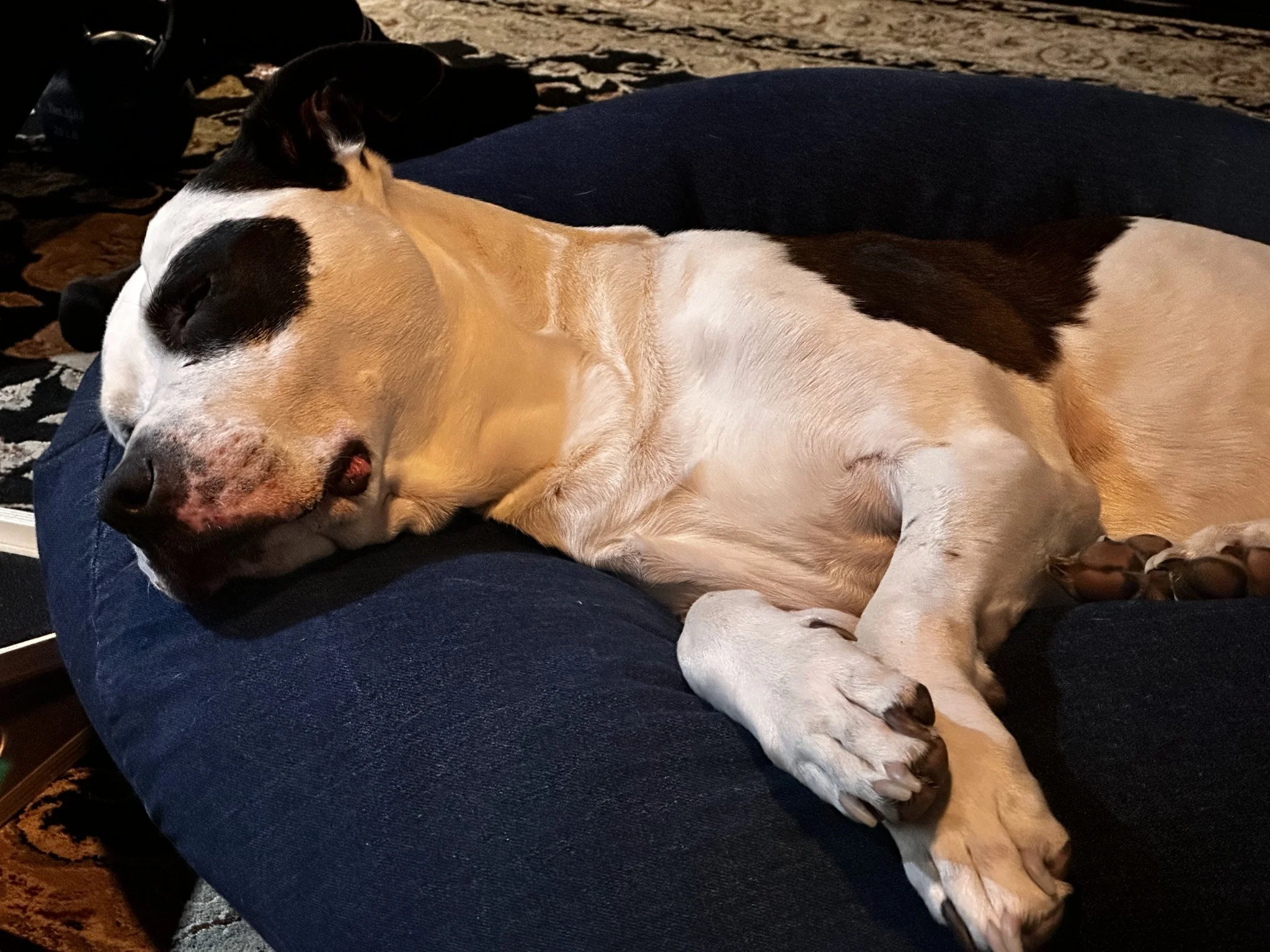 Daisy Dog while she sleeps.