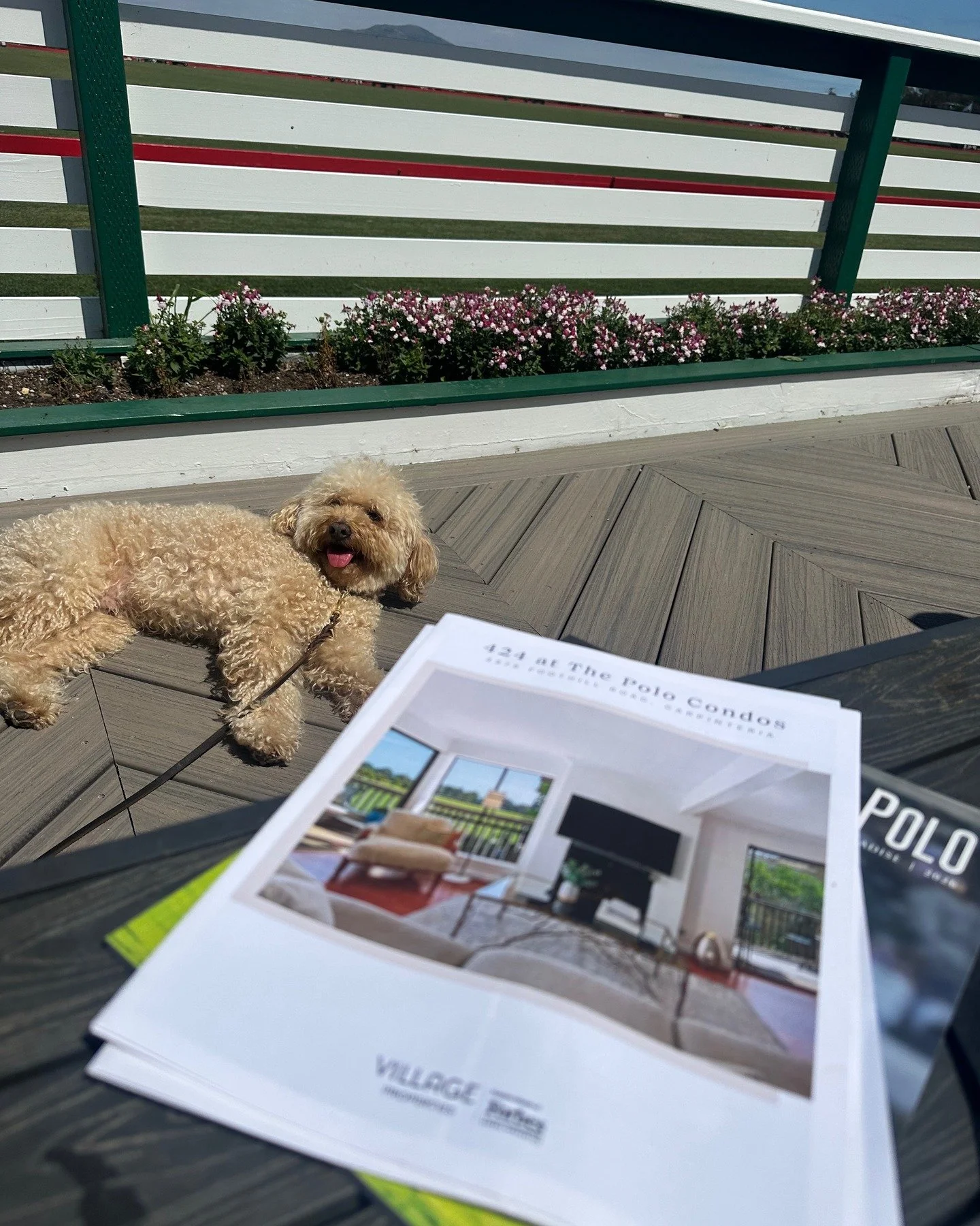 Best little helper one could hope for while holding an open house a the Polo Condos during opening day at the @santabarbarapoloclub !