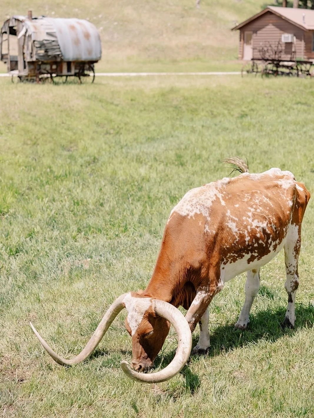 Taking today to post some very green postcard moments from a wedding weekend in South Dakota (in honor of both the holiday and my all-time favorite color).
⠀⠀⠀⠀⠀⠀⠀⠀⠀
A little fun fact for you: I always leave at least one day open (sometimes two) *jus