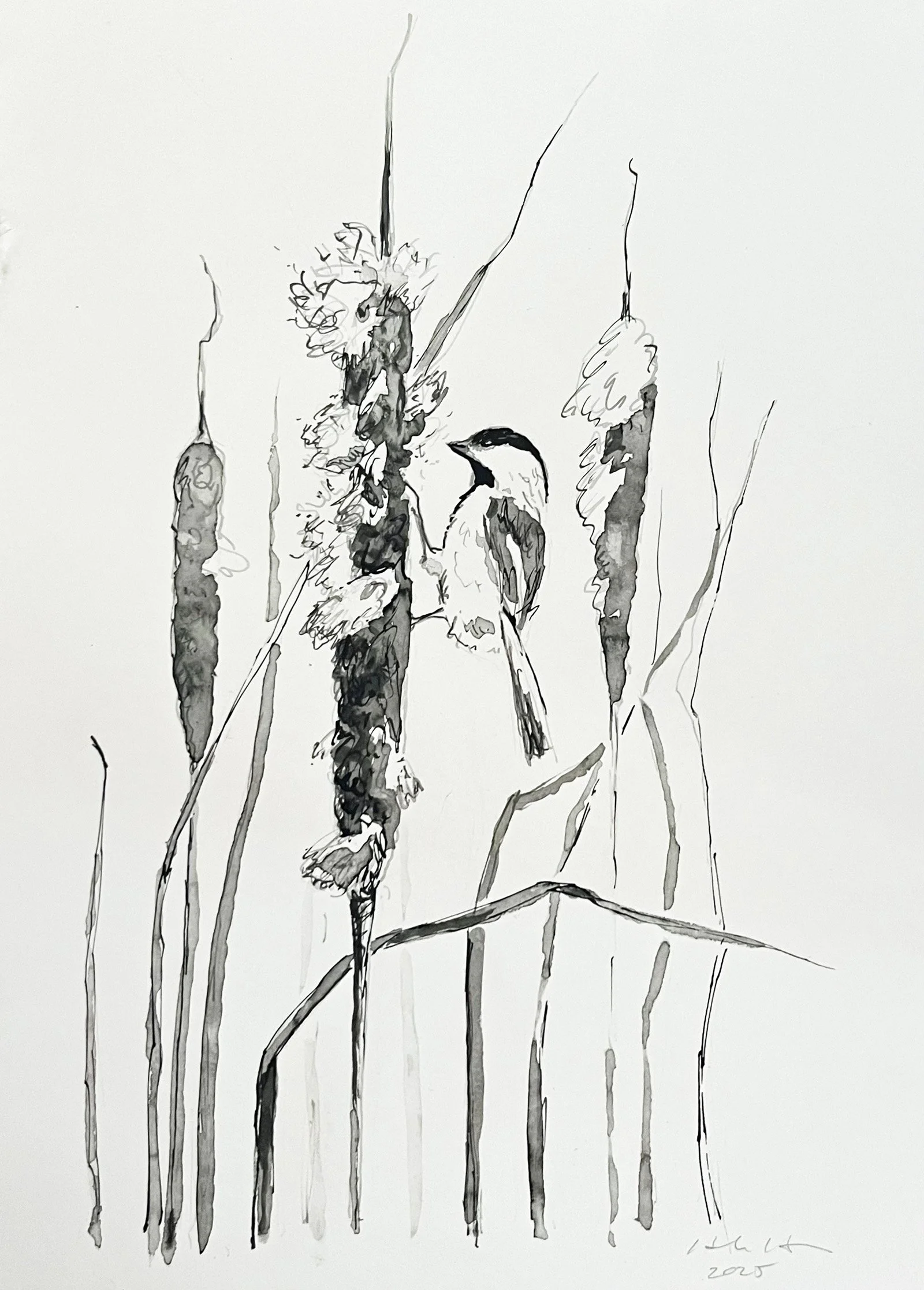 chickadee ink 2.jpg