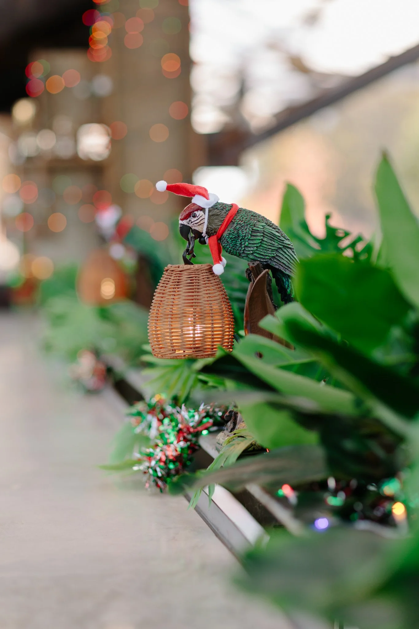 11.20.24_Festiveman_SG-8.jpg