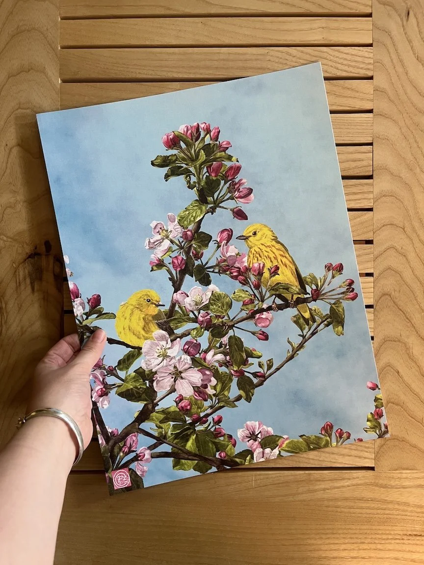 yellow warbler print5.JPG