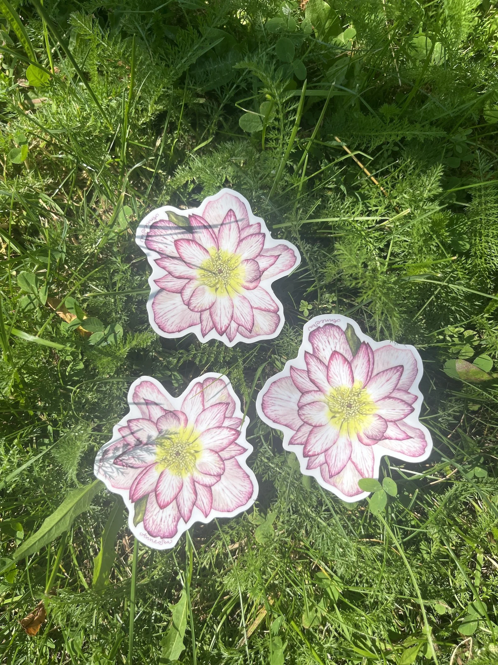 hellebore sticker2.JPG