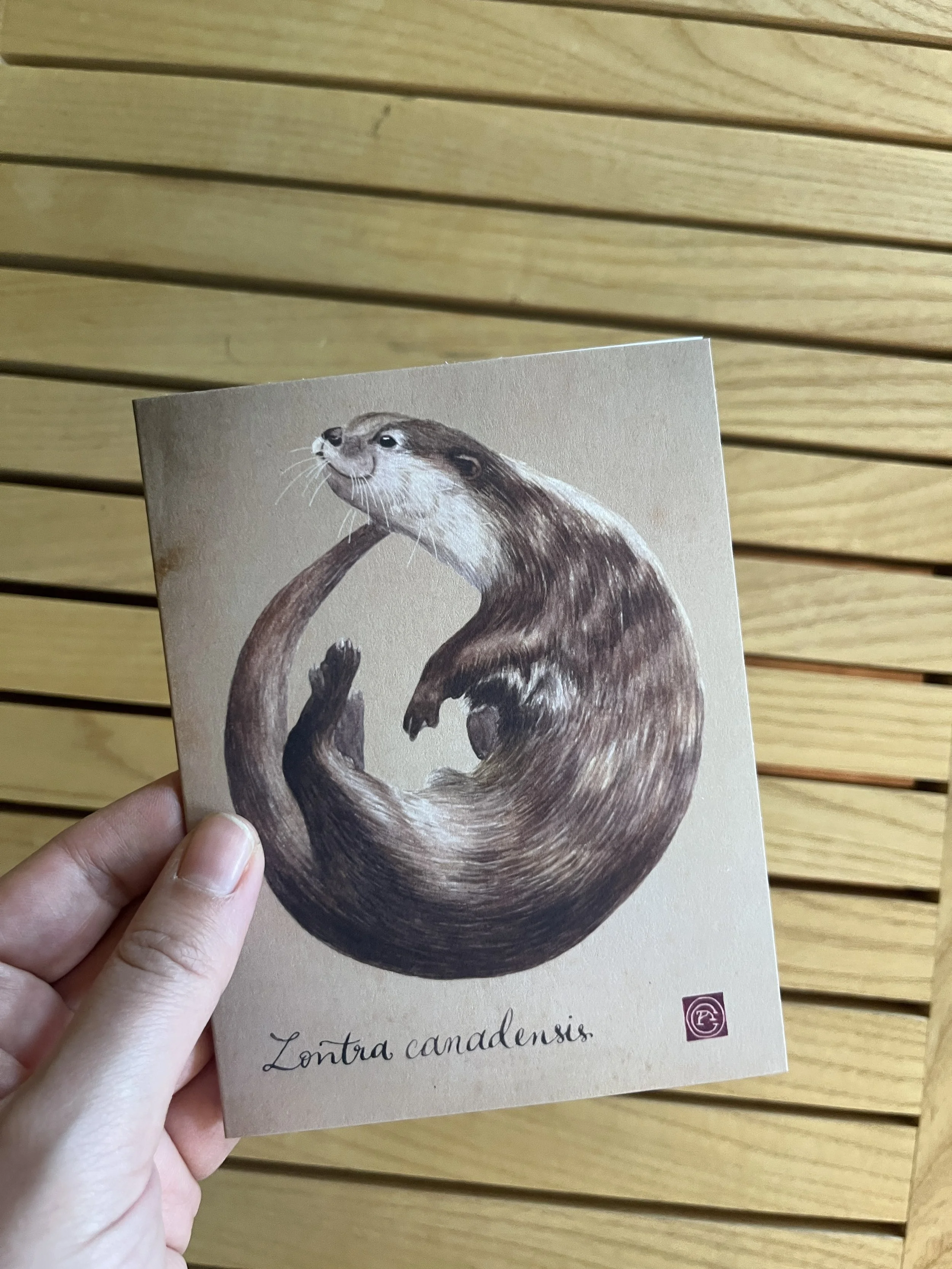 loutre carte .JPG