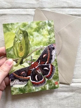 cecropia small card.JPG
