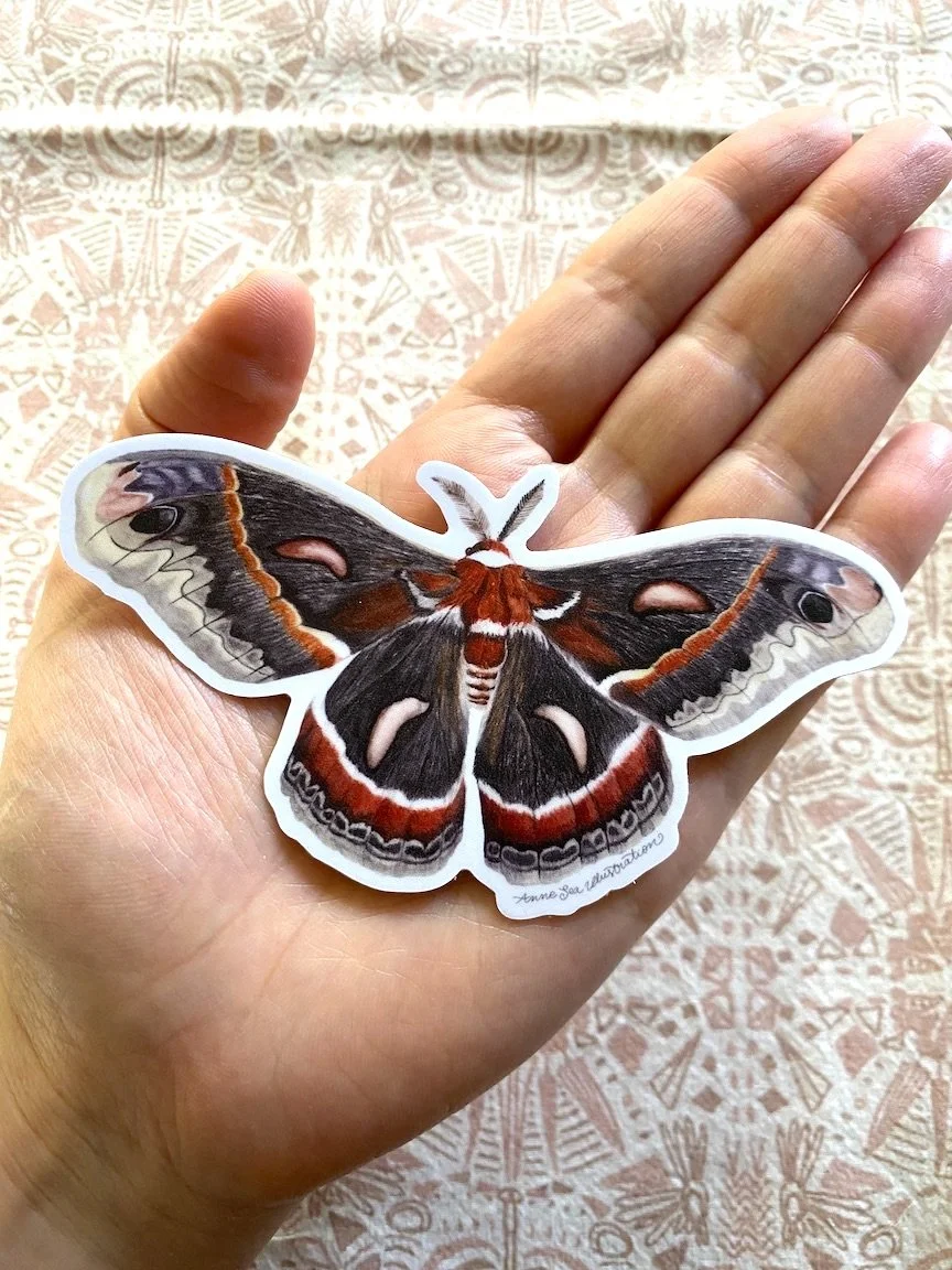 cecropia sticker 3.JPG