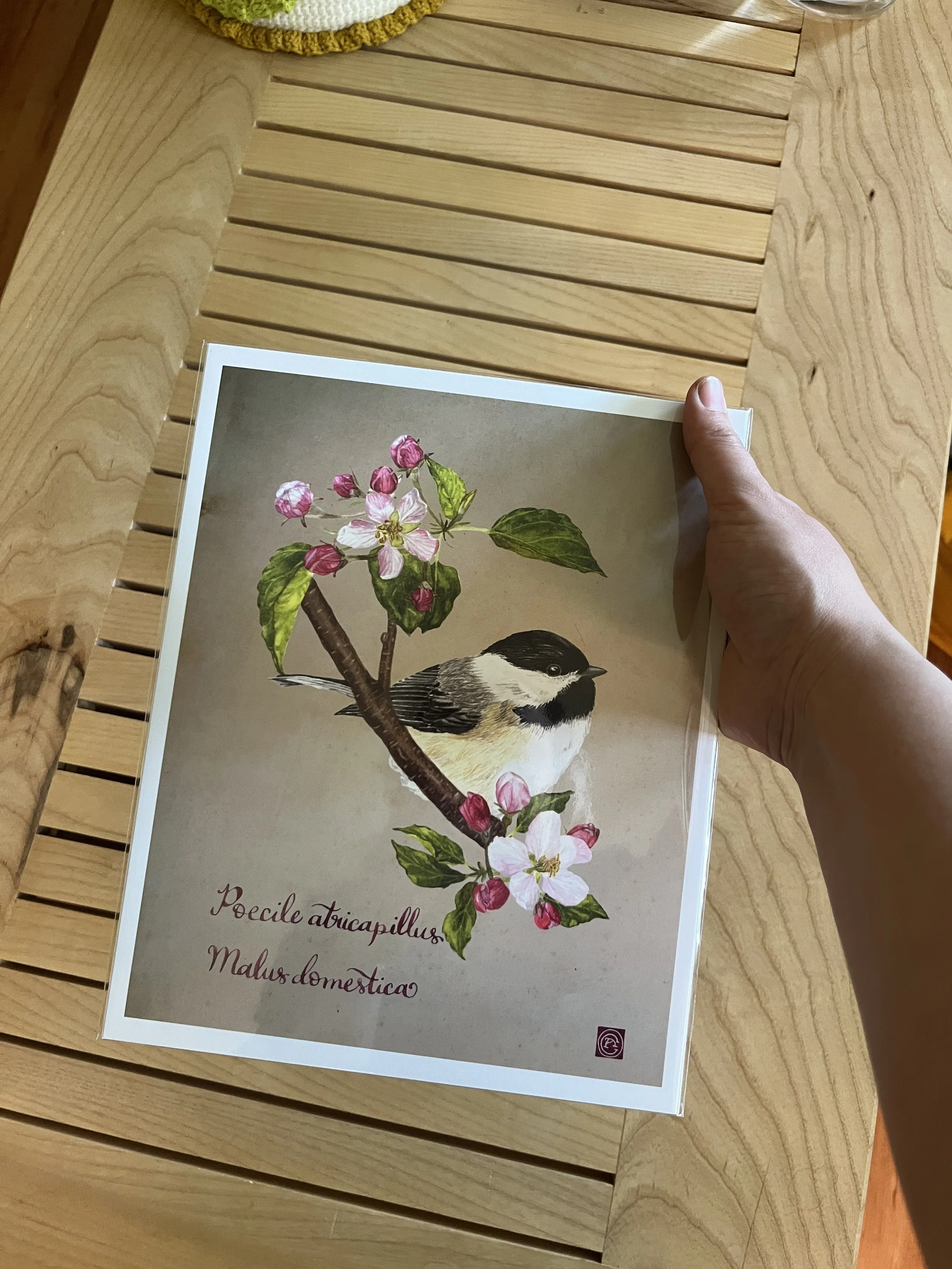 mesange print 2.JPG