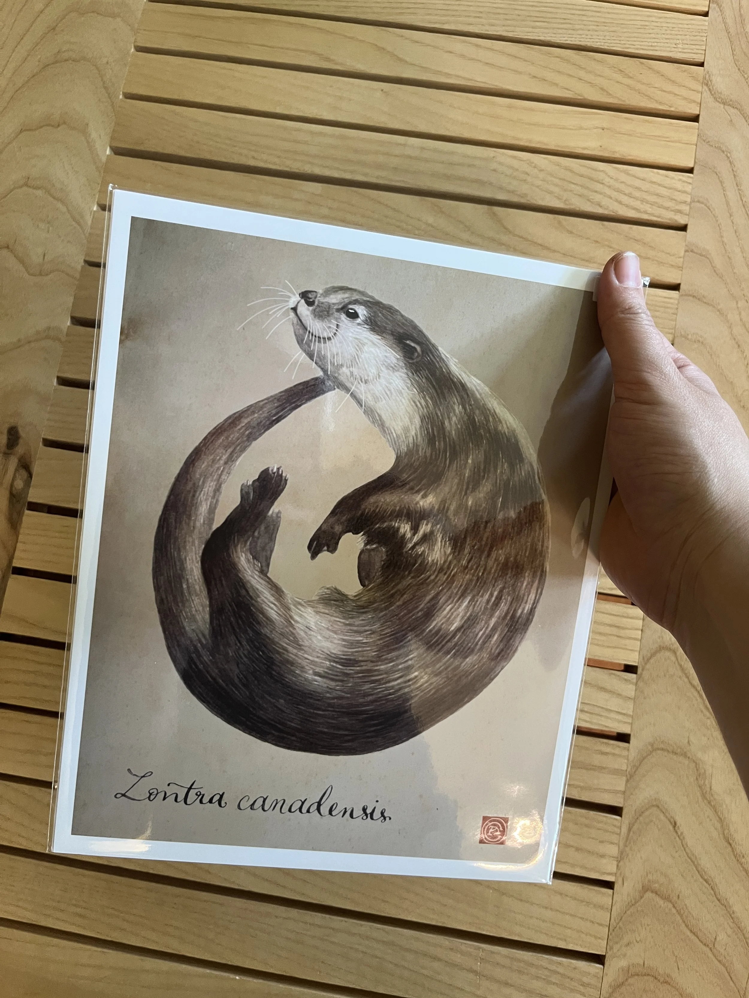 loutre print.JPG