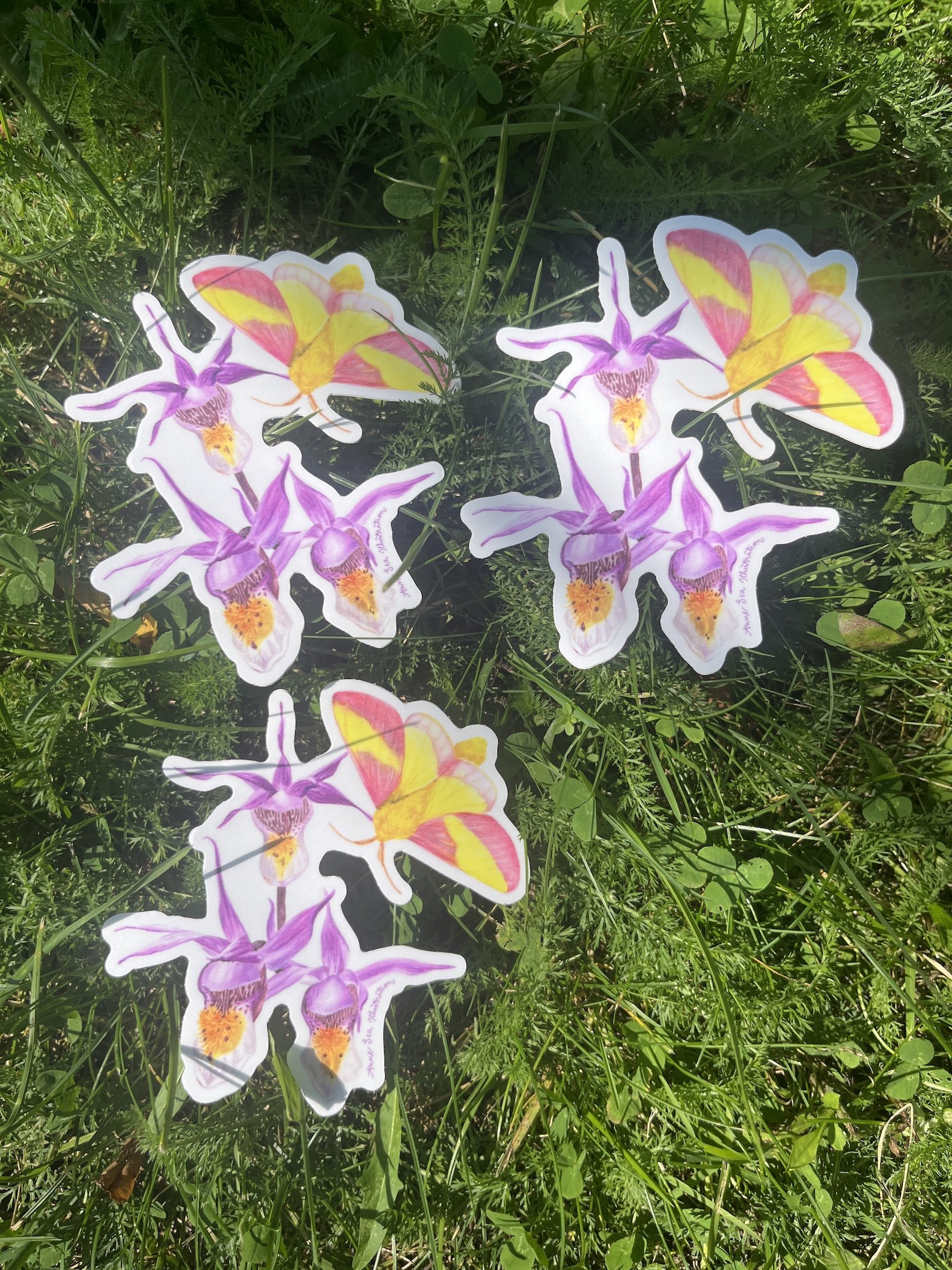 maple moth sticker .JPG