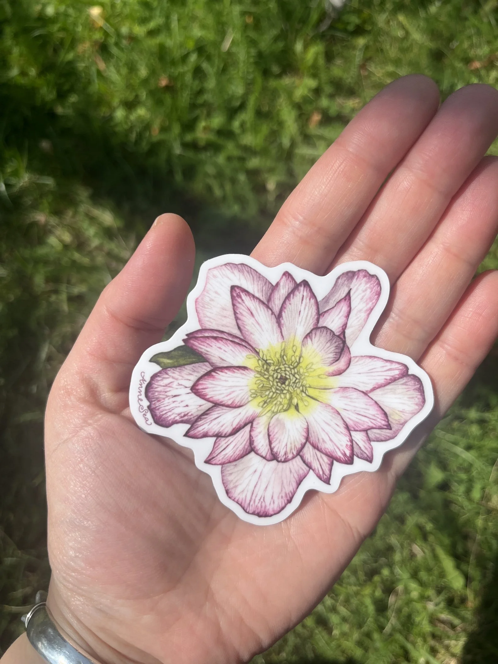 hellebore sticker.JPG