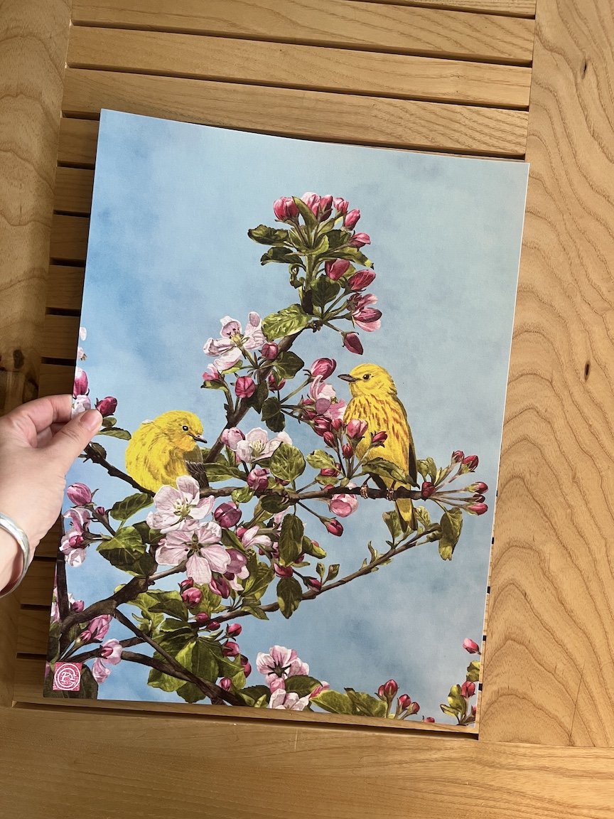 yellow warbler print2.JPG