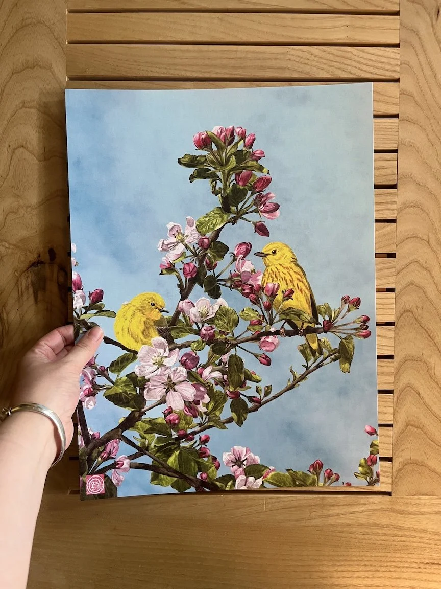 yellow warbler print4.JPG