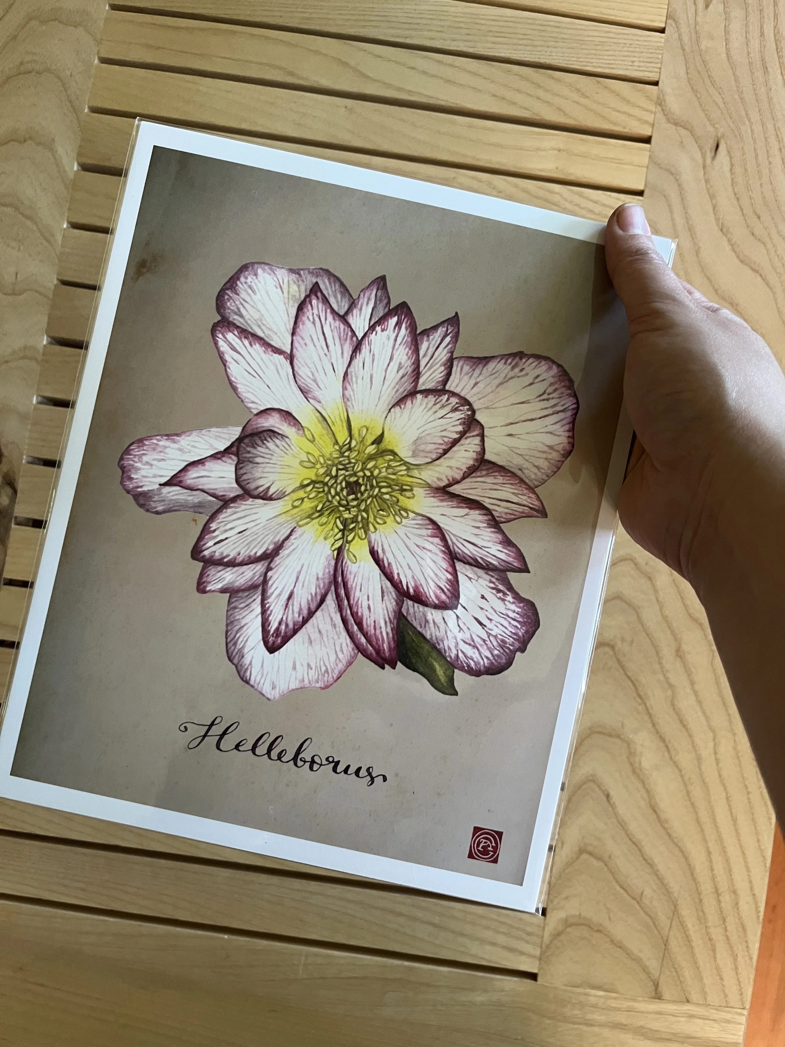 hellebore print.JPG