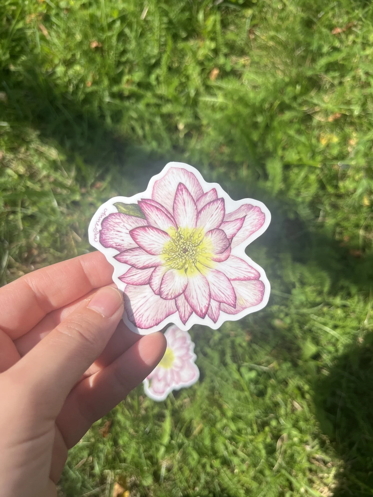 hellebore sticker3.JPG