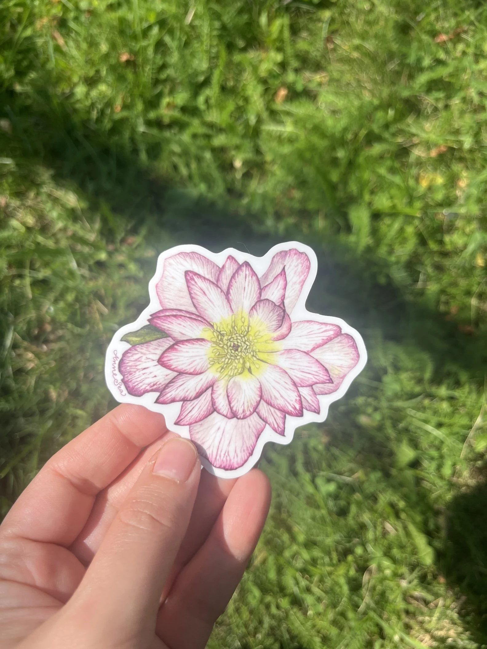 hellebore sticker4.JPG