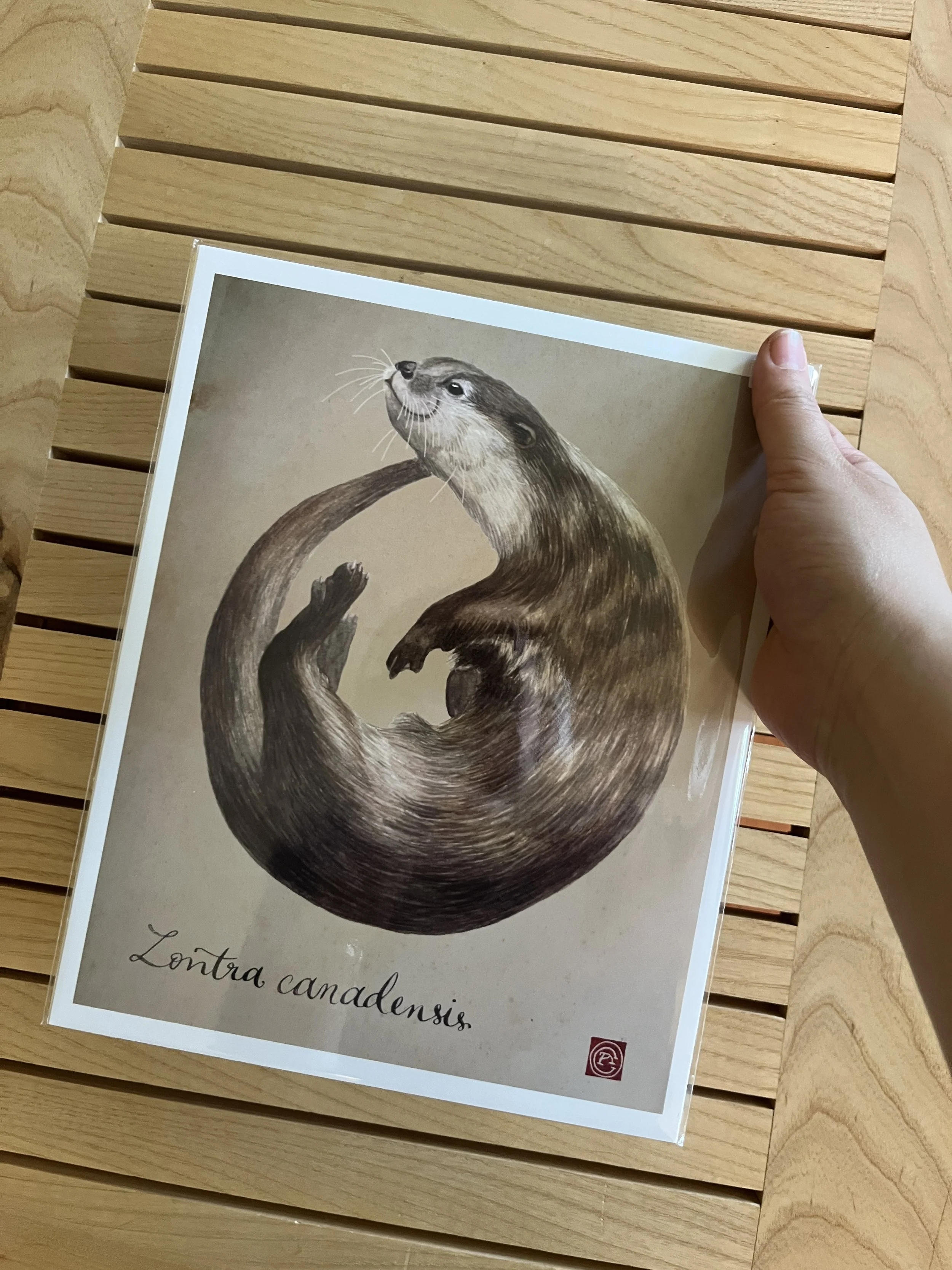 loutre print 2.JPG